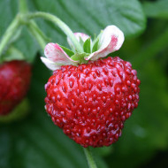 Fraisier des bois Mignonette
