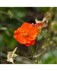 Benoîte (Geum) Lady Stratheden