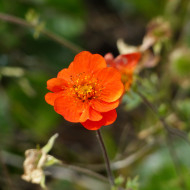 Benoîte (Geum) coccineum Koi