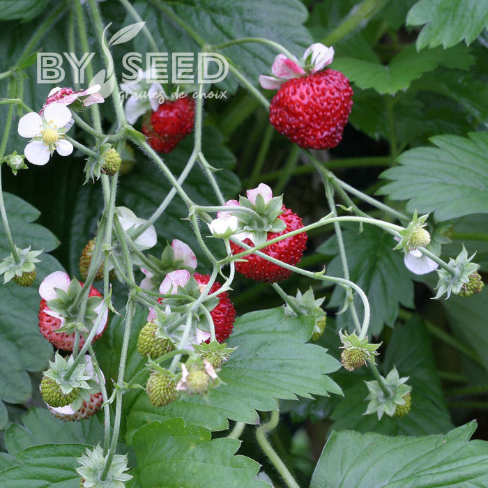 Fraisier des bois Mignonette