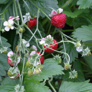 Fraisier des bois Mignonette