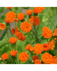 Pavot de Californie Lady Marmalade