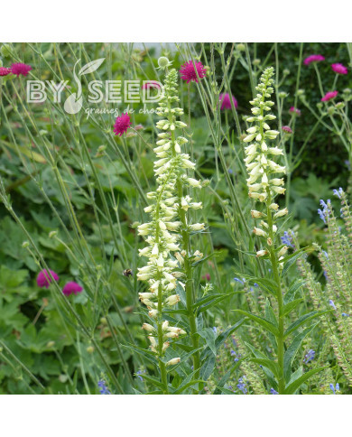 Digitale lutea