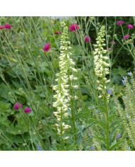 Dicranostigma franchetianum