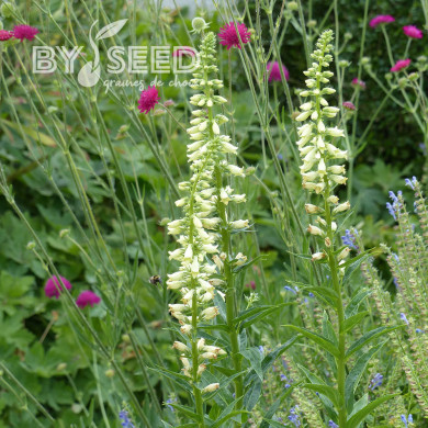 Digitale lutea