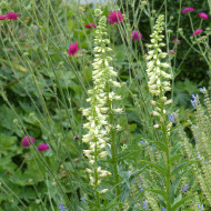 Digitale lutea