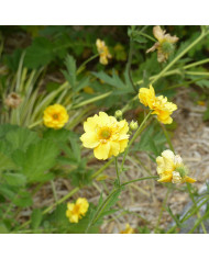 Benoîte (Geum) coccineum Koi