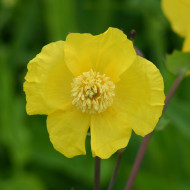 Dicranostigma franchetianum