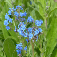 Cynoglosse Firmament (Myosotis chinois)