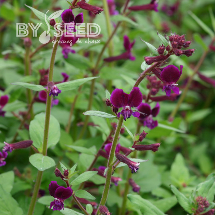 Cuphea lanceolata Purple Passion