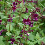 Cuphea lanceolata Purple Passion