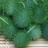 Concombre des Antilles - Cucumis anguria