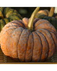 Concombre des Antilles - Cucumis anguria