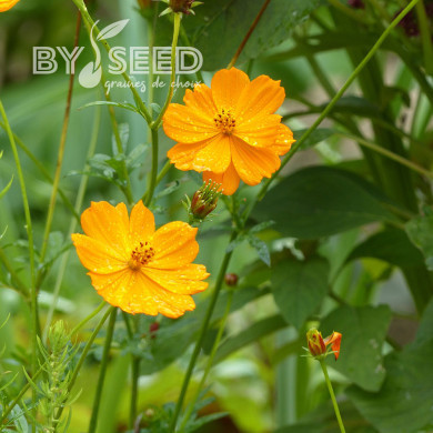 Cosmos sulphureus Crest Orange
