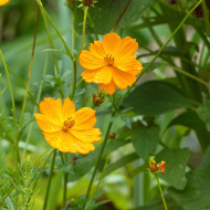 Cosmos sulphureus Crest Orange