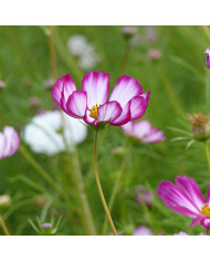 Cosmos Fandango
