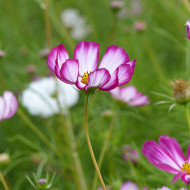 Cosmos Sensation Picotee