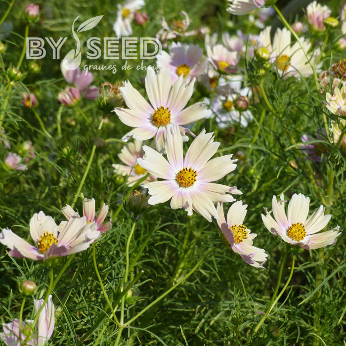 Cosmos Apricot Lemonade