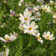 Cosmos Apricot Lemonade