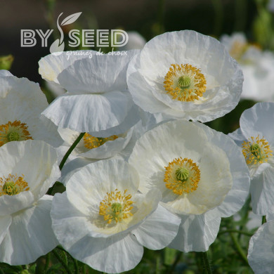 Coquelicot Bridal Silk