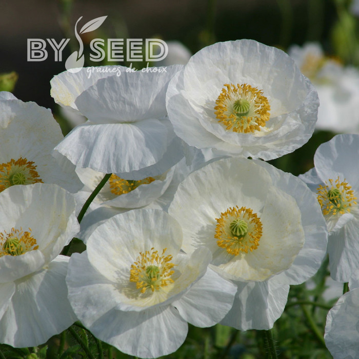 Coquelicot Bridal Silk