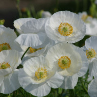 Coquelicot Bridal Silk