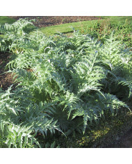Campanule glomerata Superba