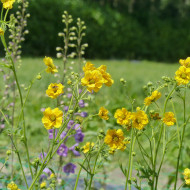 Benoîte (Geum) Lady Stratheden