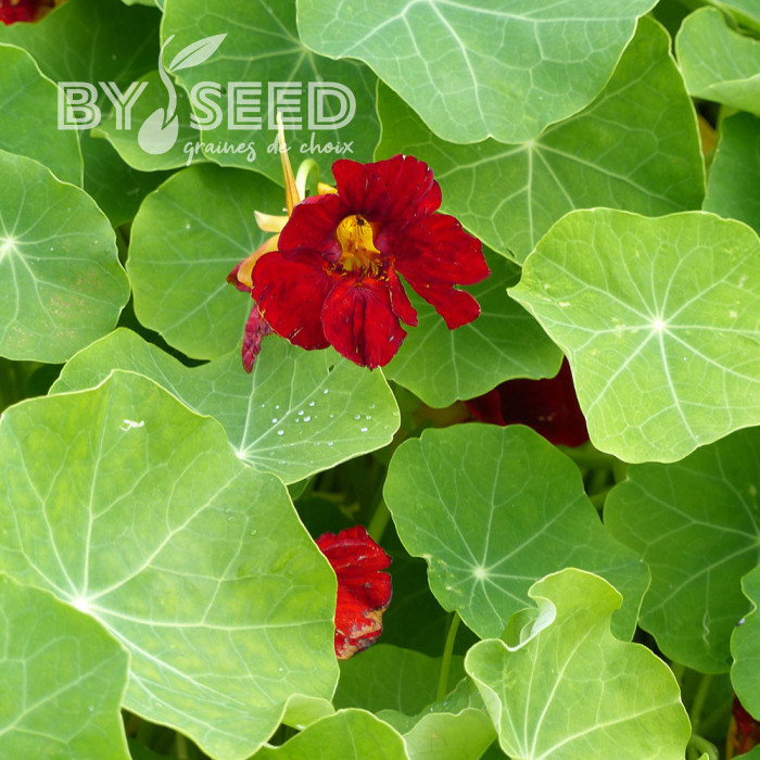 Capucine grimpante Crimson Emperor