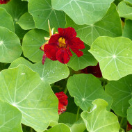 Capucine grimpante Crimson Emperor