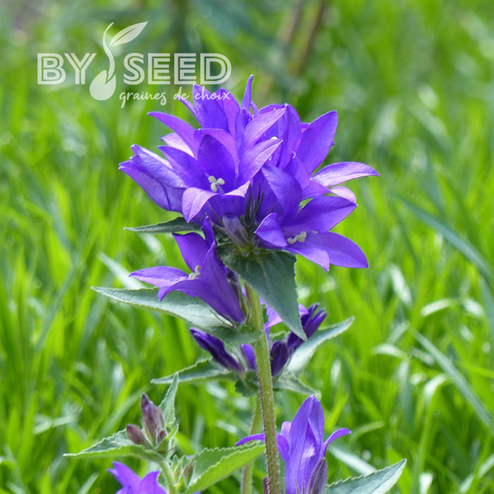 Campanule glomerata Superba