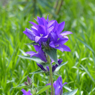 Campanule glomerata Superba