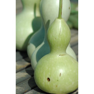 Calebasse (Gourde-bouteille) Pèlerine