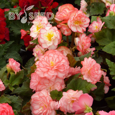 Bégonia tubéreux Non Stop Rose Picotee (graines enrobées)