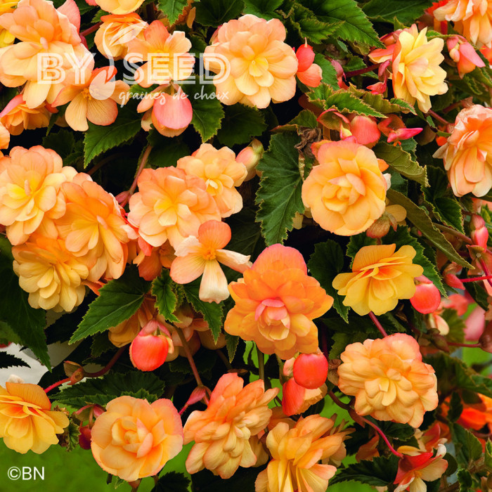 Bégonia retombant Illumination® Apricot Shades (graines enrobées)