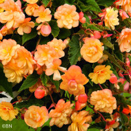 Bégonia retombant Illumination® Apricot Shades (graines enrobées)
