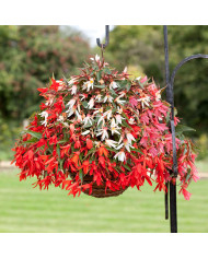Bégonia Big® Red Bronze Leaf (graines enrobées)