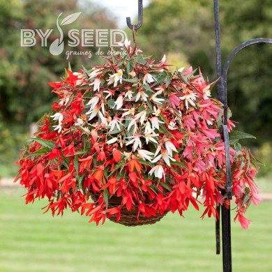Bégonia boliviensis Bossa Nova®  Mix (graines enrobées)