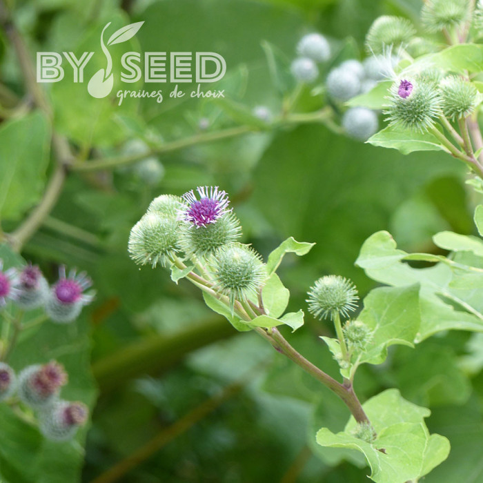 Bardane - Arctium lappa (plante sauvage)