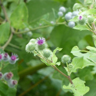 Bardane - Arctium lappa (plante sauvage)