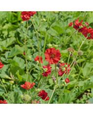 Benoîte (Geum) Red Dragon