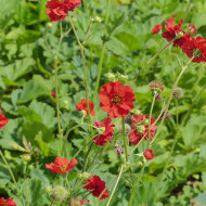 Benoîte (Geum) Mrs Bradshaw