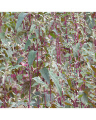 Arroche blonde