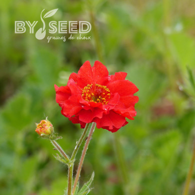 Benoîte (Geum) Mrs Bradshaw