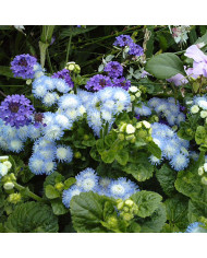 Achillée ptarmica Marshmallow (graines enrobées)