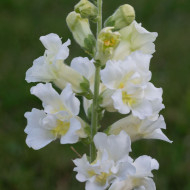Muflier F1 double Madame Butterfly Ivory