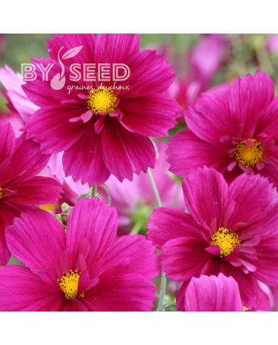 Cosmos Fandango