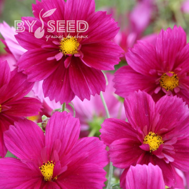 Cosmos Fandango