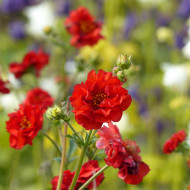 Benoîte (Geum) Mrs Bradshaw