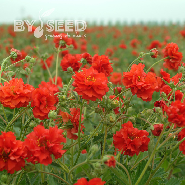 Benoîte (Geum) Red Dragon